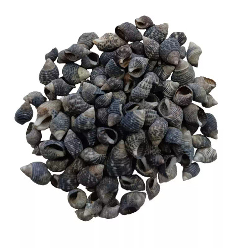 صدف ریز رنگ مشکی (30گرم)