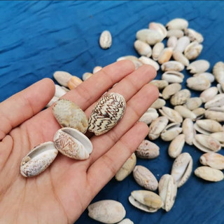 صدف پسته ای (100 گرم)