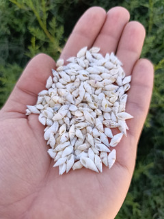 صدف ریز گندمی سفید (30 گرم) gandom01