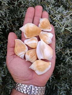 صدف تنه ای (5 عدد)