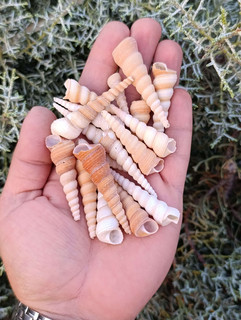 صدف سوزنی قهوه ای (50 گرم)